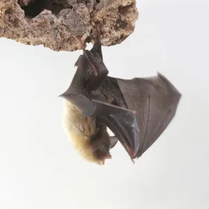 Rhinopomatidae Collection: Related Images