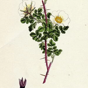 Rosa spinosissima, Common Burnet-Rose