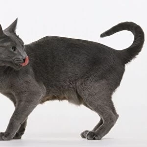 Russian Blue cat licking its nose, looking over shoulder