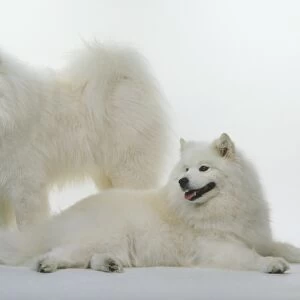 Two Samoyed dogs, one lying down, the other standing behind