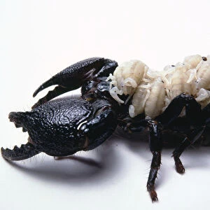 Scorpion carrying babies