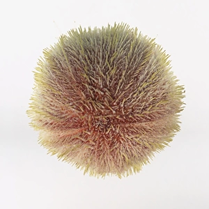 Sea Urchin (Echinoidea), view from above