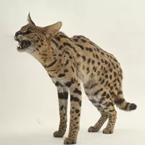 Serval (Felis serval) with back arched and mouth open