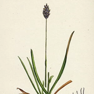 Sesleria caerulea, Blue Moor-grass