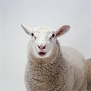 Sheep bleating, front view