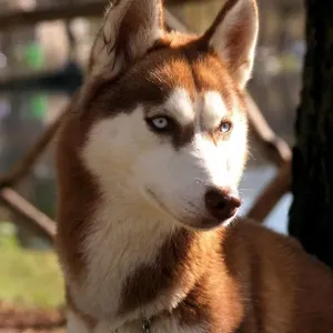 Universal Images Group (UIG) Print of Siberian Husky Art