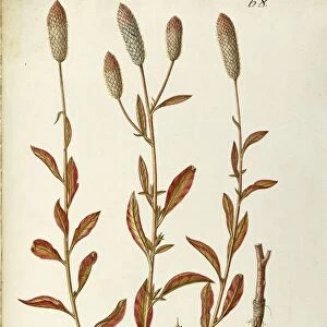 Silver cockscomb (Celosia argentea), Amaranthaceae by Giovanni Antonio Bottione, watercolor, 1781-1802