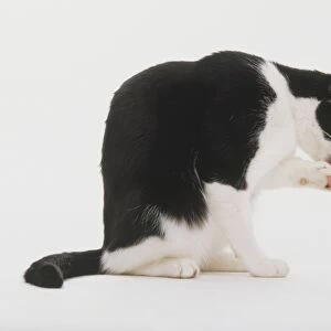 Sitting Black and white shorthair Cat (Felis sylvestris catus) licking its paws, side view
