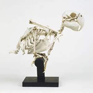 Skeleton of a Green-winged Macaw (Ara chloroptera), side view