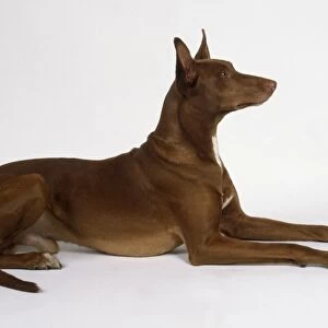 A slender Pharaoh hound with a short brown coat and pricked-up ears lies on the floor with its long forelegs extended