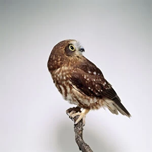Southern Boobook (Ninox novaeseelandiae) owl perching on a branch