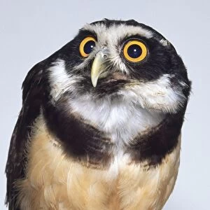 Spectacled owl on branch
