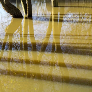 Submerged trees during floods on Christ Church Water Meadows in Oxford