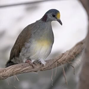 Sulawesi ground-dove (Gallicolumba tristigmata) perching on a branch