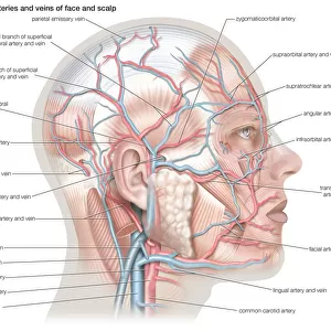 Superficial arteries and veins of the face and scalp