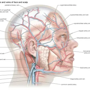 Superficial arteries and veins of the face and scalp