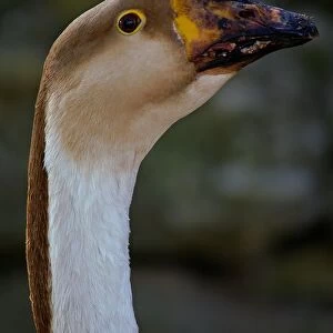 Swan Goose. Cygnopsis Cygnoides