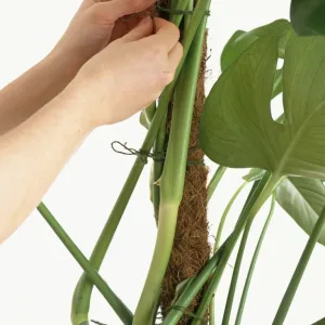 Tying Swiss Cheese Plant (Swiss cheese plant ) to moss pole using string