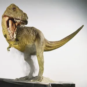 Tyrannosaurus model