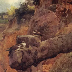 Young Sand Martins Print Young Sand Martins Print