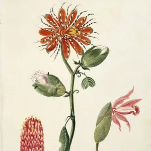 Vanilla orchid (vanilla planifolia), drawing by Lejeune, 1822