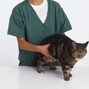 Vet checking a tabby cats abdomen