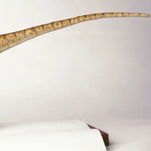 Side on view of Baryonyx with its tail in the air