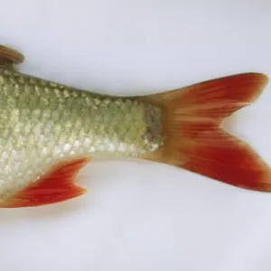 Side view of a dead rudd fish with a protruding bottom lip, silver scales and bright orange tail and fins