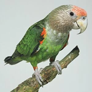 Side front view of an immature Cape Parrot, perching on a branch, showing the silver-grey nape and head in profile, broad orange forehead, and green body and wing plumage