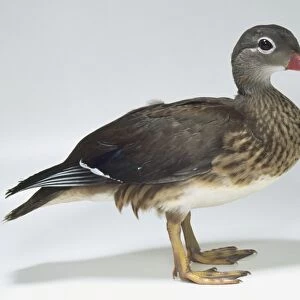 Side view of a Mandarin Duck with head in profile and webbed feet