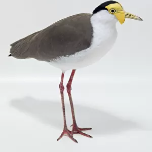 Side view of a Masked Lapwing with head in profile, showing the brown upper body, white lower body and neck plumage, a black cap on top of the head, yellow facial wattle and bill, and long legs