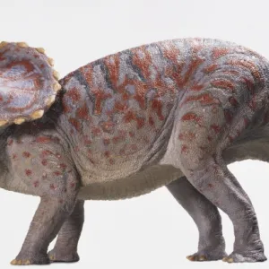 Side on view model of a triceratops