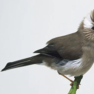 Side view of a White-Naped Yuhina, perching on a thin, moss-covered branch, with its head in profile displaying the bushy head crest