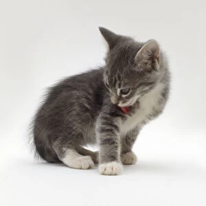 Four week old grey tabby and white kitten licking leg