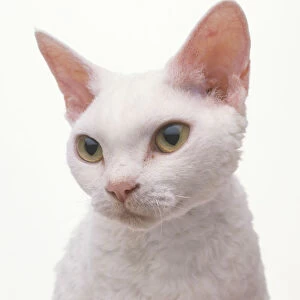 White Devon Rex cat, close-up