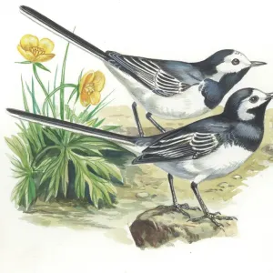 White Wagtails Motacilla alba, illustration