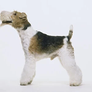 Wire Fox Terrier (Canis familiaris) standing, looking up, side view