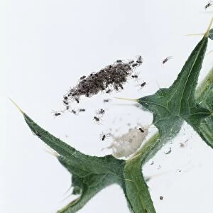 Wolf spiders (Lycosidae) hatched from egg