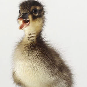 Wood Duck chick (Aix sponsa), standing with its beak open