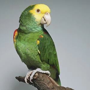 Yellow-headed Parrot (Amazona oratrix), sitting on a branch looking over its shoulder, beak slightly opened