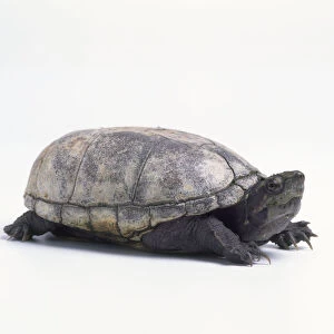 Yellow mud turtle (Knosternon flavescens), side view