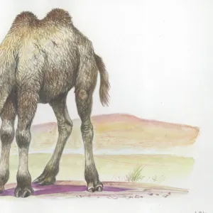 Young Bactrian camel Camelus bactrianus, illustration