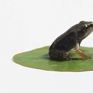 Young Frog (Anura) sitting on a lily pad, side view