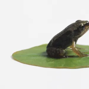 Young Frog (Anura) sitting on a lily pad, side view