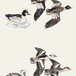 Zoology: Birds, Common Goldeneye (Bucephala clangula), illustration