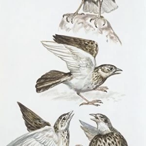 Zoology: Birds, Skylark (Alauda arvensis), illustration