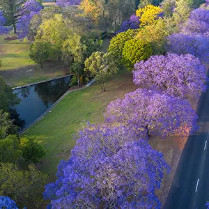 Aerial view point over purple jacaranda trees with a road