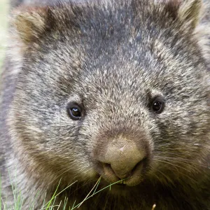 Vombatidae Collection: Common Wombat