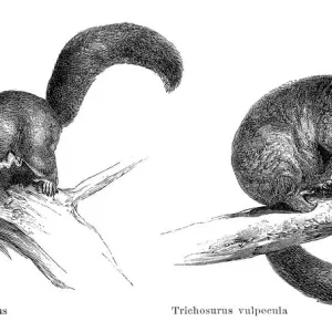 Sugar glider and Brushtail possum Print