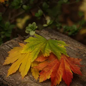 Autumn leaves on log